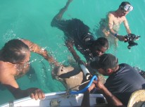 Rangers take a dive to help dugongs