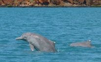 Rangers are getting to know our Kimberley Dolphins