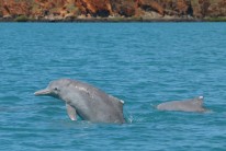 Rangers are getting to know our Kimberley Dolphins